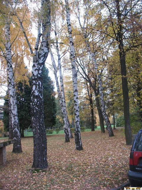 Cizmar 22